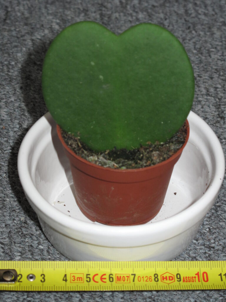 One heart-shaped leaf standing in a small pot, with no vine visible.