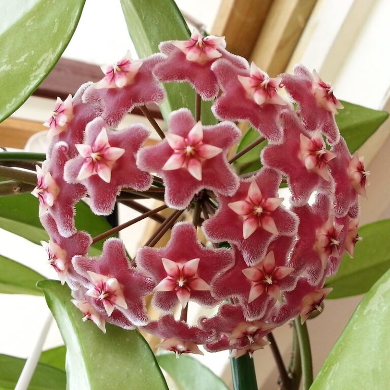 Hoya pubicalyx ‘Silver Pink’
