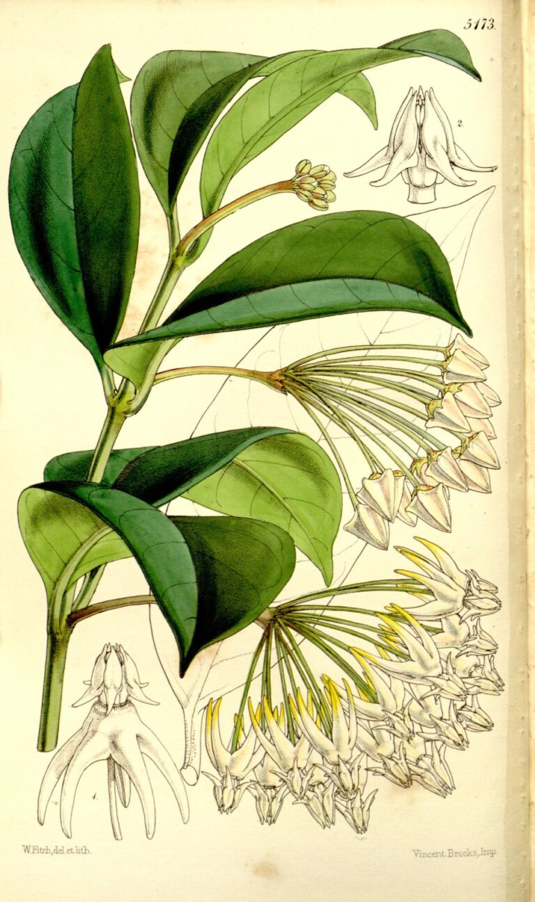 Coloured botanical plate showing a leafy branch, flower buds, white and yellow flower clusters, and enlarged flower details.