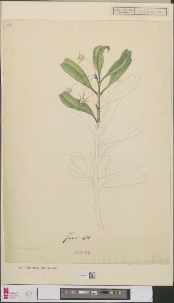 Partly coloured drawing of a leafy stem with a few open flowers, with the lower stem and leaves outlined in pencil.