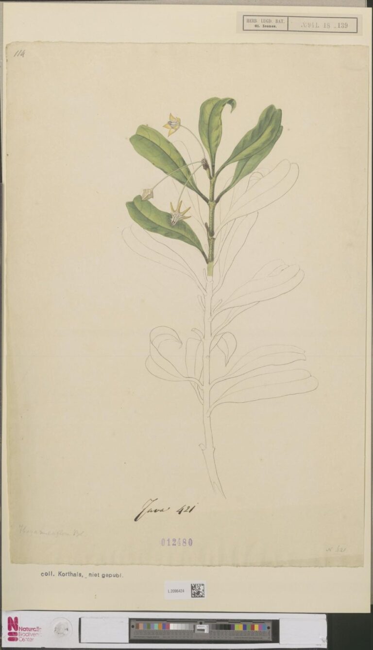 Hoya multiflora
