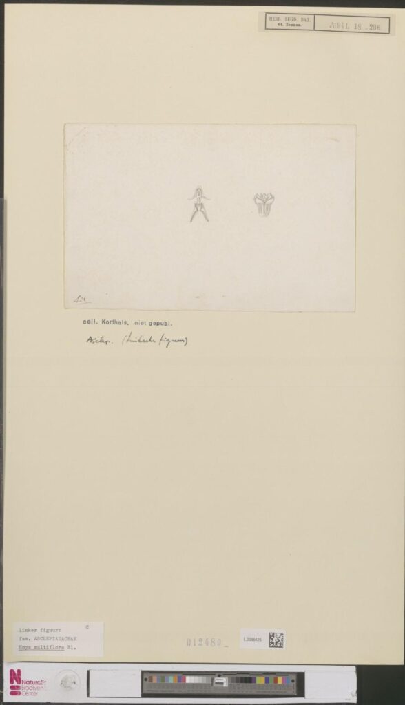 Mounted historical sheet with two small flower-detail drawings; a label identifies the left drawing as Hoya multiflora.