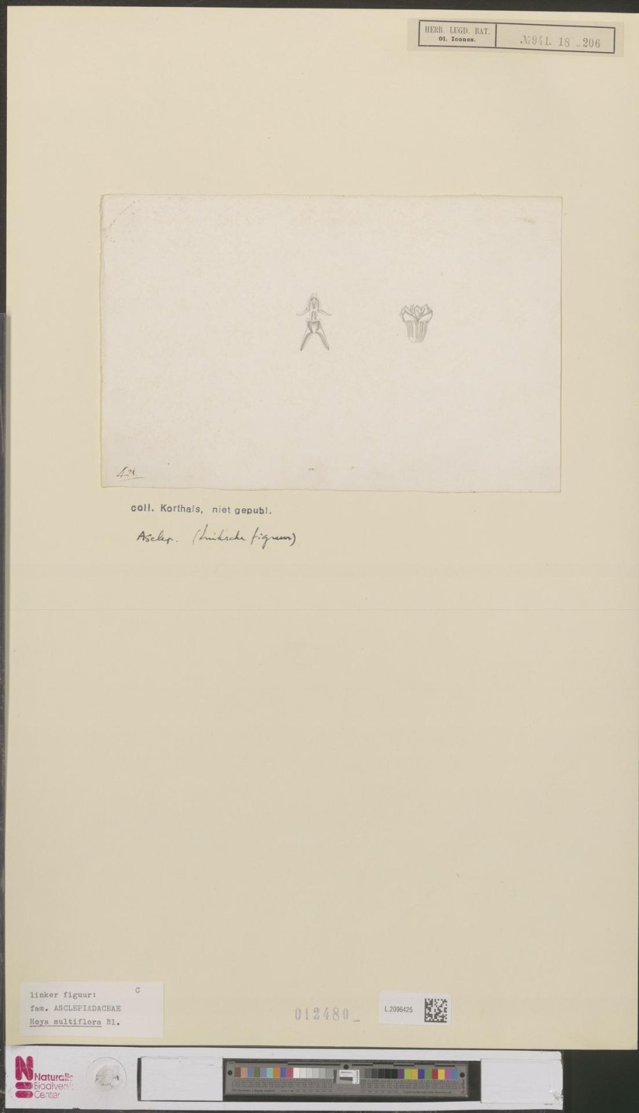 Enlarged area of the two flower drawings; only the left-hand figure is identified as Hoya multiflora
