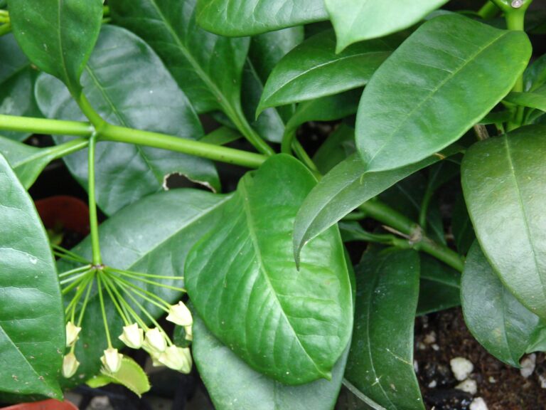 Close view of green leaves and stems with a hanging cluster of pale flower buds at the lower left.