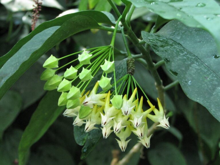 A hanging cluster with green pointed buds beside open white and yellow flowers, surrounded by green leaves.