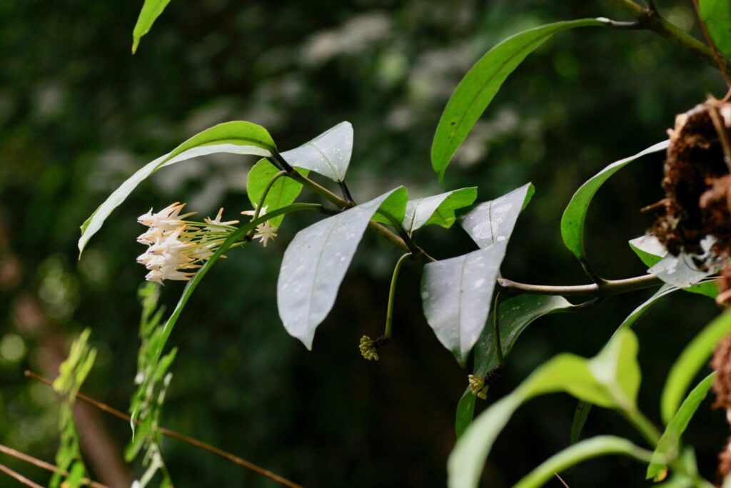 A slender leafy branch with a small pale flower cluster and several bud clusters against a shaded background.