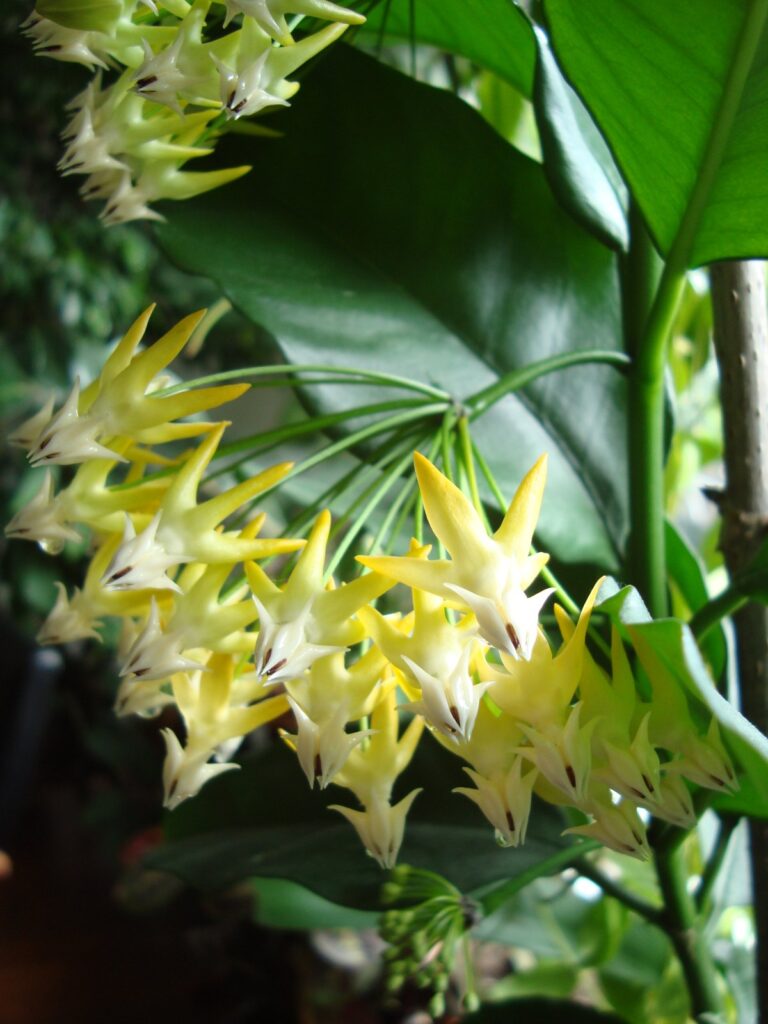 Close view of white flowers with long yellow swept-back lobes, with green leaves behind.
