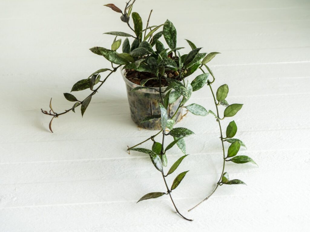 Potted Hoya with long trailing stems and pointed green leaves marked with silver.