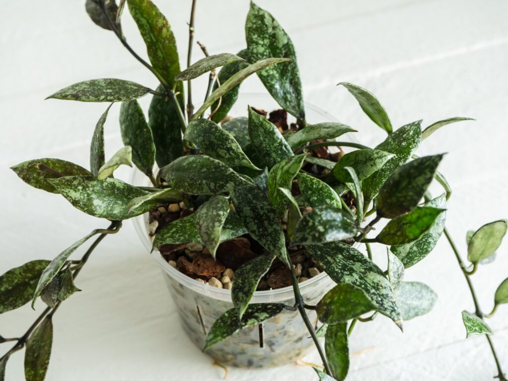 Close view of pointed green Hoya leaves with dense irregular silver markings.