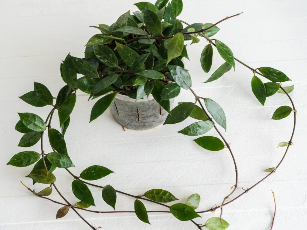 Potted trailing Hoya with pointed green leaves and scattered pale markings.