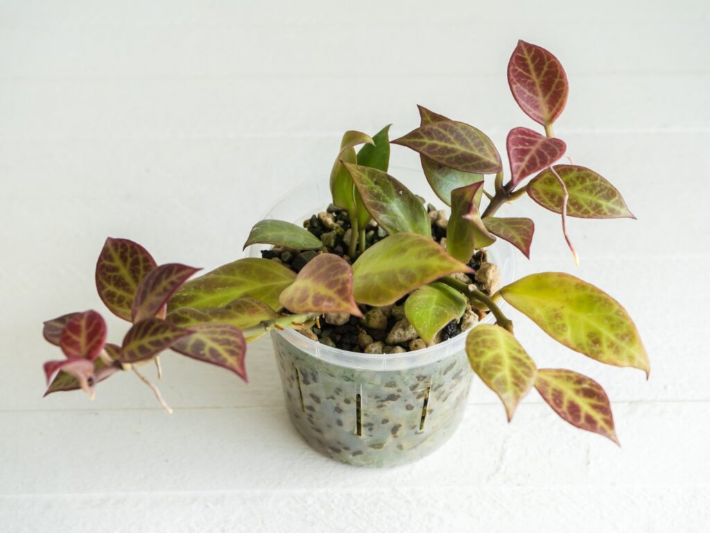 Small potted Hoya with green and reddish leaves crossed by contrasting veins.