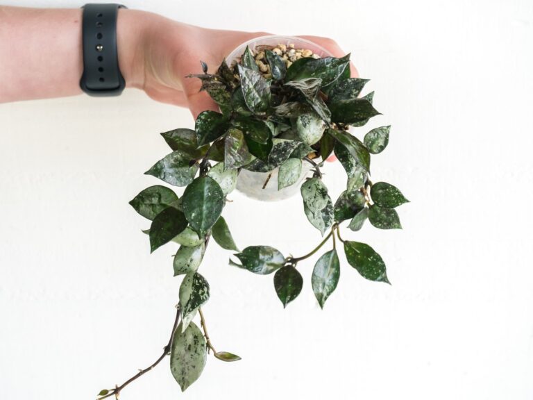 Super Silver Black — Steve’s Leaves material
