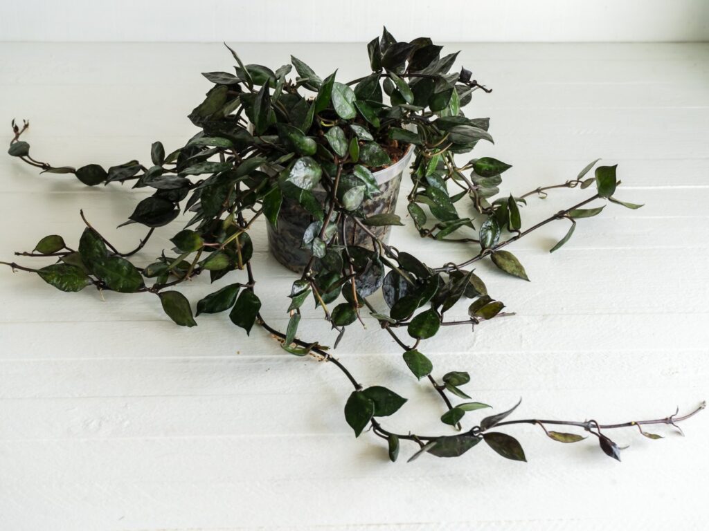 Potted trailing Hoya with dark pointed leaves, labelled krohniana Black.